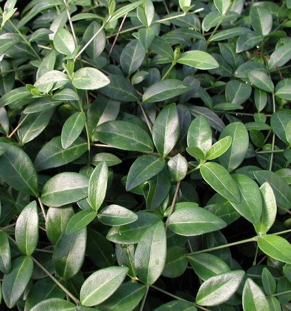 The Home of Sudden Service®