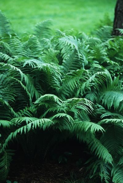 Cinnamon fern Osmunda cinnamomea from Classic Groundcovers