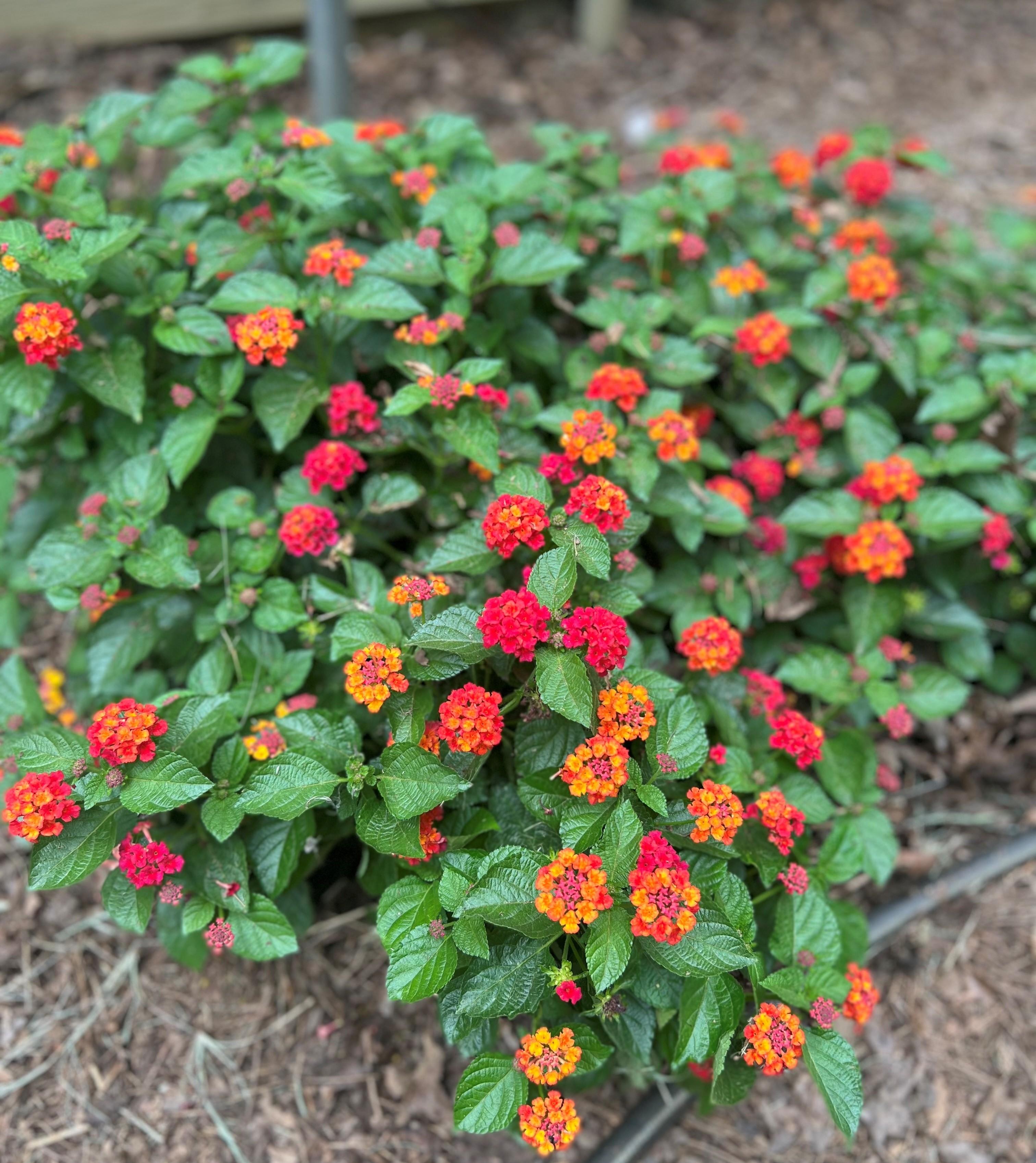 Lantana camara 'Firefrost' - Firefrost Lantana from Classic Groundcovers