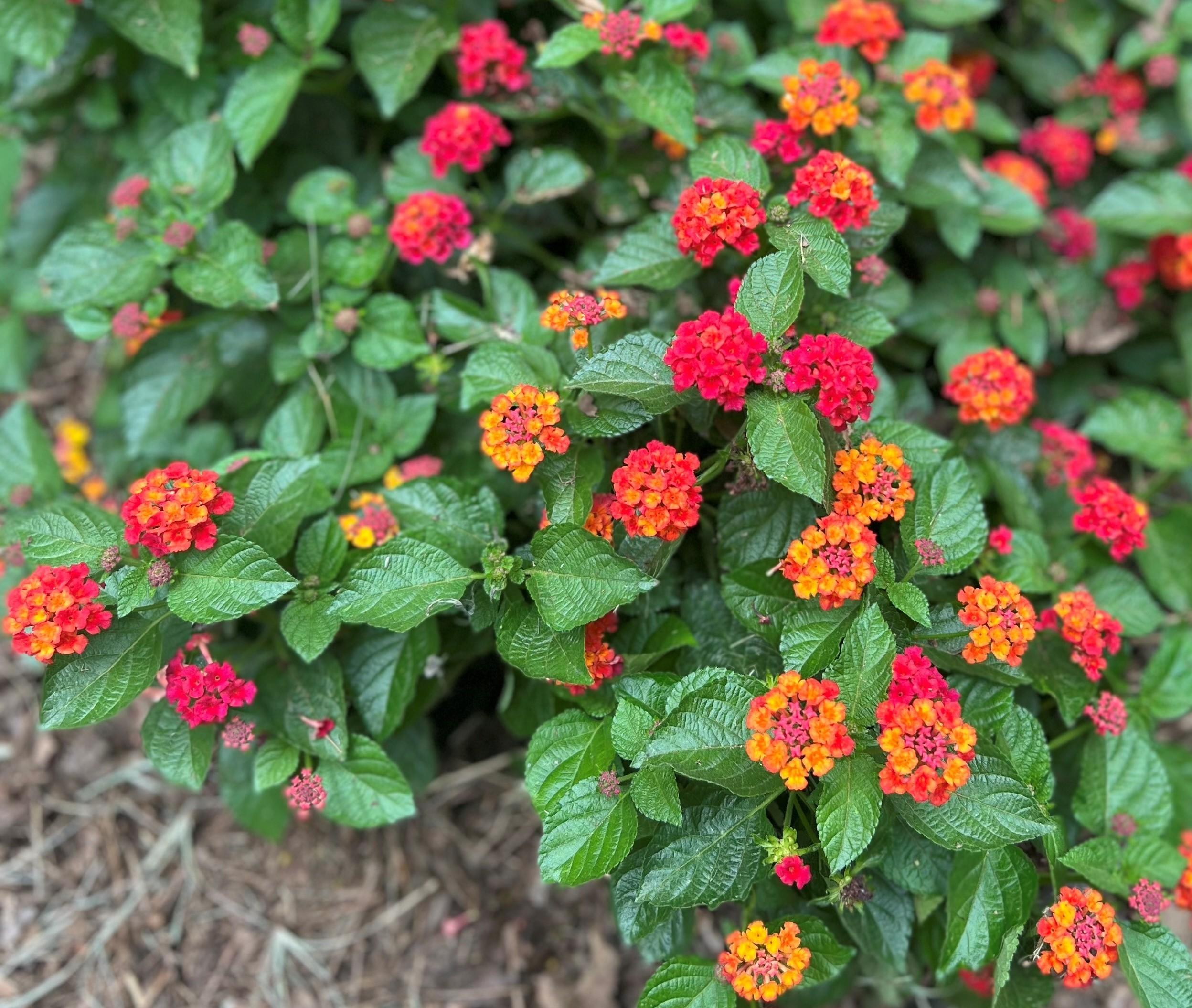 Lantana camara 'Firefrost' - Firefrost Lantana from Classic Groundcovers