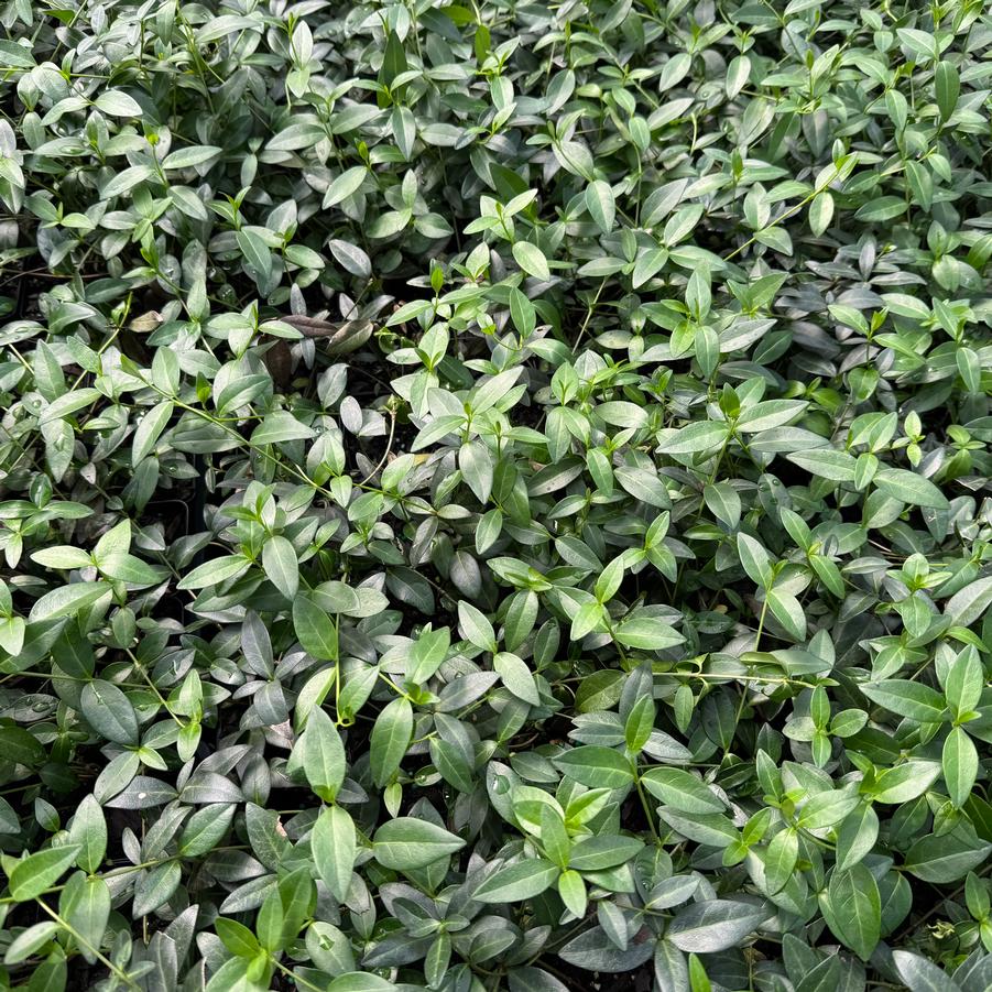 Vinca minor - Periwinkle from ClassicGroundcovers