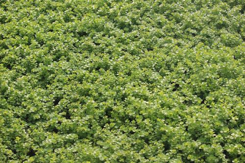 Lysimachia nummularia 'Aurea' - Golden Creeping Jenny from Classic Groundcovers