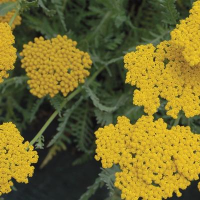 Achillea Coronation Gold