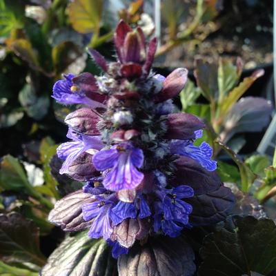 Ajuga reptans Black Scallop