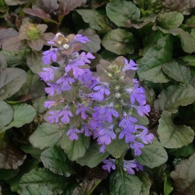 Ajuga reptans Bronze Beauty