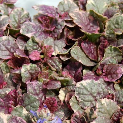 Ajuga reptans Burgundy Glow