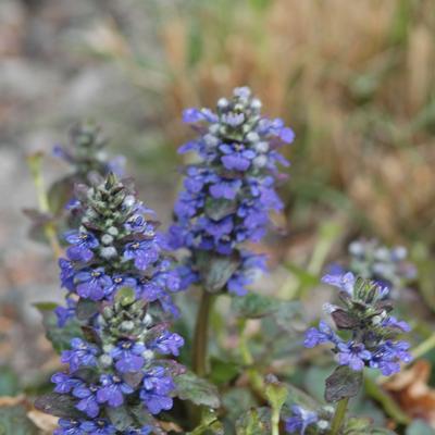 Ajuga reptans Catlin's Giant