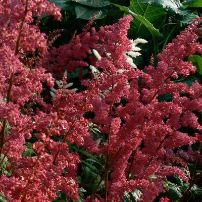 Astilbe arendsii Fanal