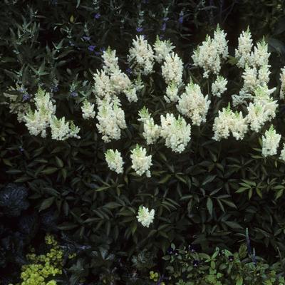 Astilbe x arendsii Gladstone