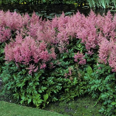 Astilbe x arendsii Rheinland