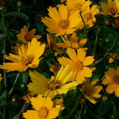 Coreopsis auriculata Nana