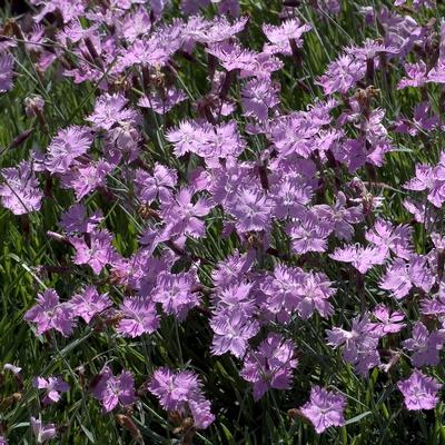 Dianthus gratianoapolitanus Baths Pink