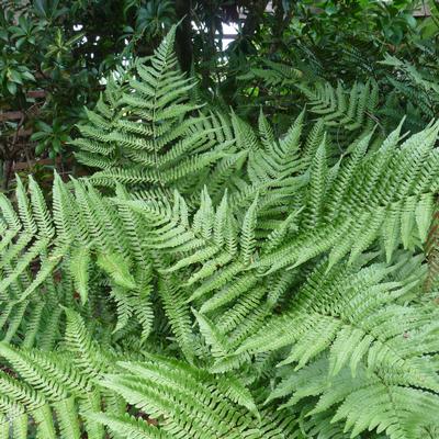 Dryopteris erythrosora 