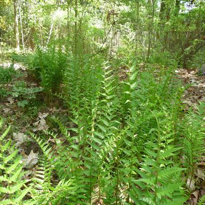 Dryopteris ludoviciana 