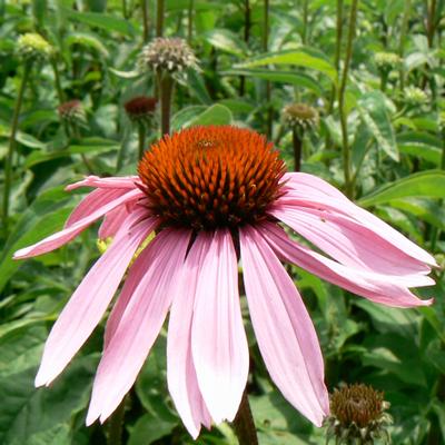 Echinacea purpurea Magnus