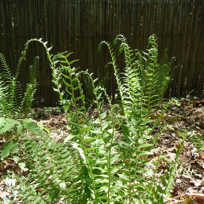 Polystichum acrostichoides 