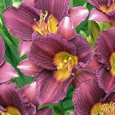 Hemerocallis Purple de Oro