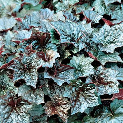 Heuchera micrantha Palace Purple
