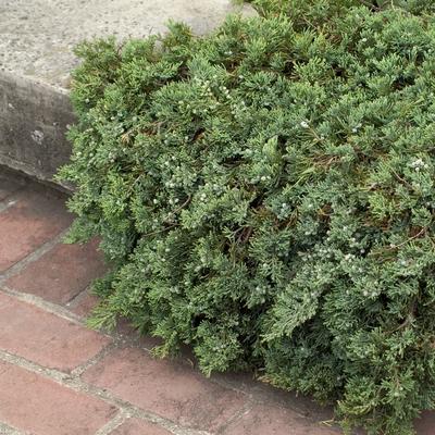 Juniperus horizontalis Wiltonii