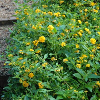 Lantana x New Gold