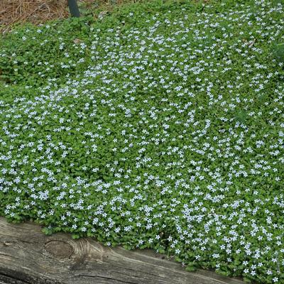 Laurentia fluviatilis 