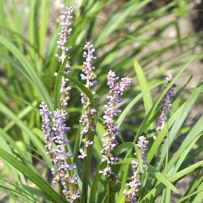 Liriope muscari Big Blue