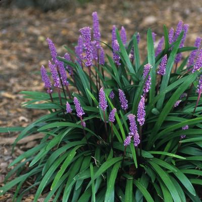 Liriope muscari Christmas Tree