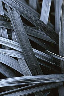 Ophiopogon planiscapus Arabicus