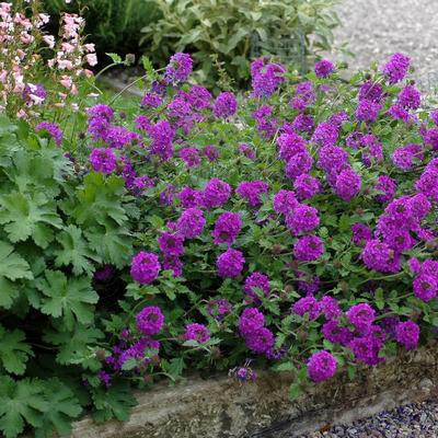 Verbena canadensis Homestead Purple