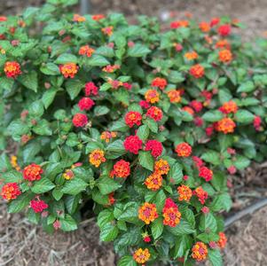 Lantana camara Firefrost