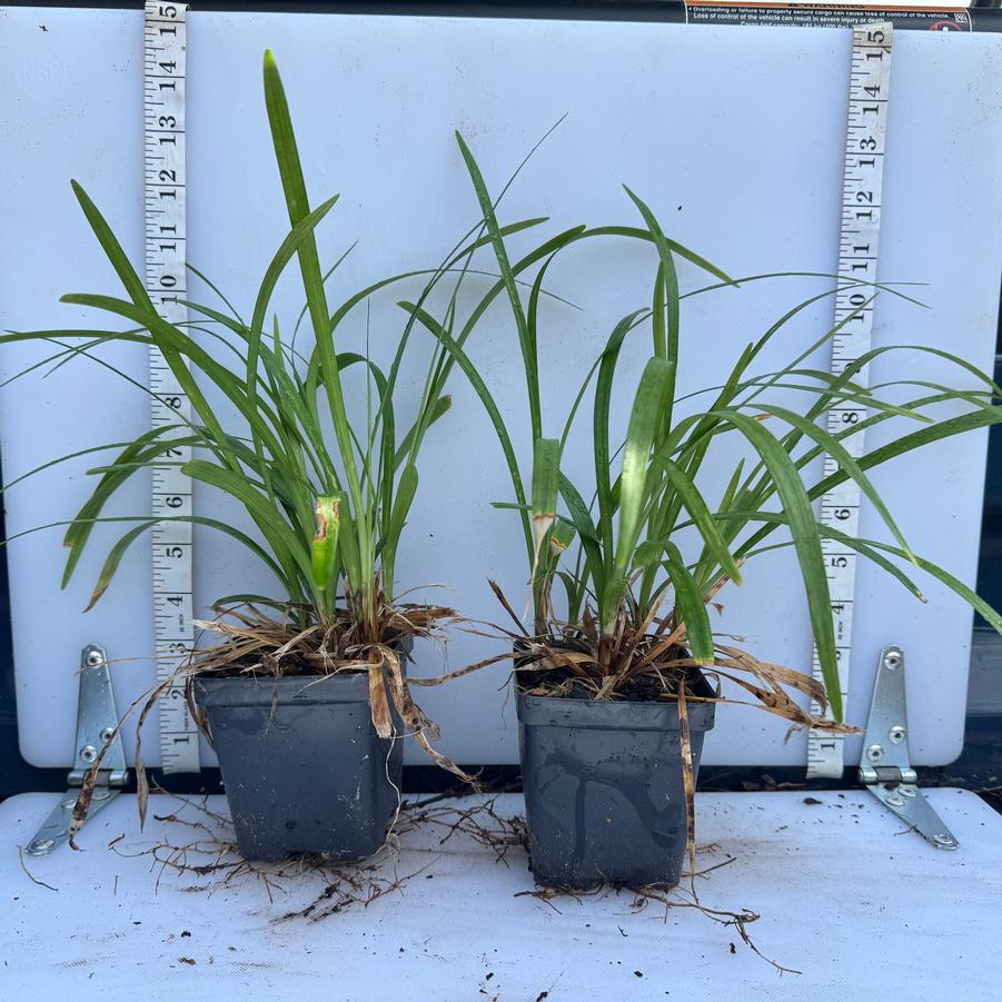 Liriope muscari Monroe's White