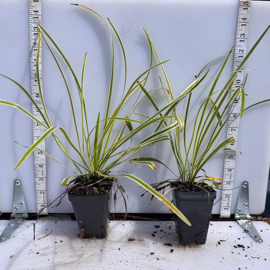 Liriope muscari Variegata