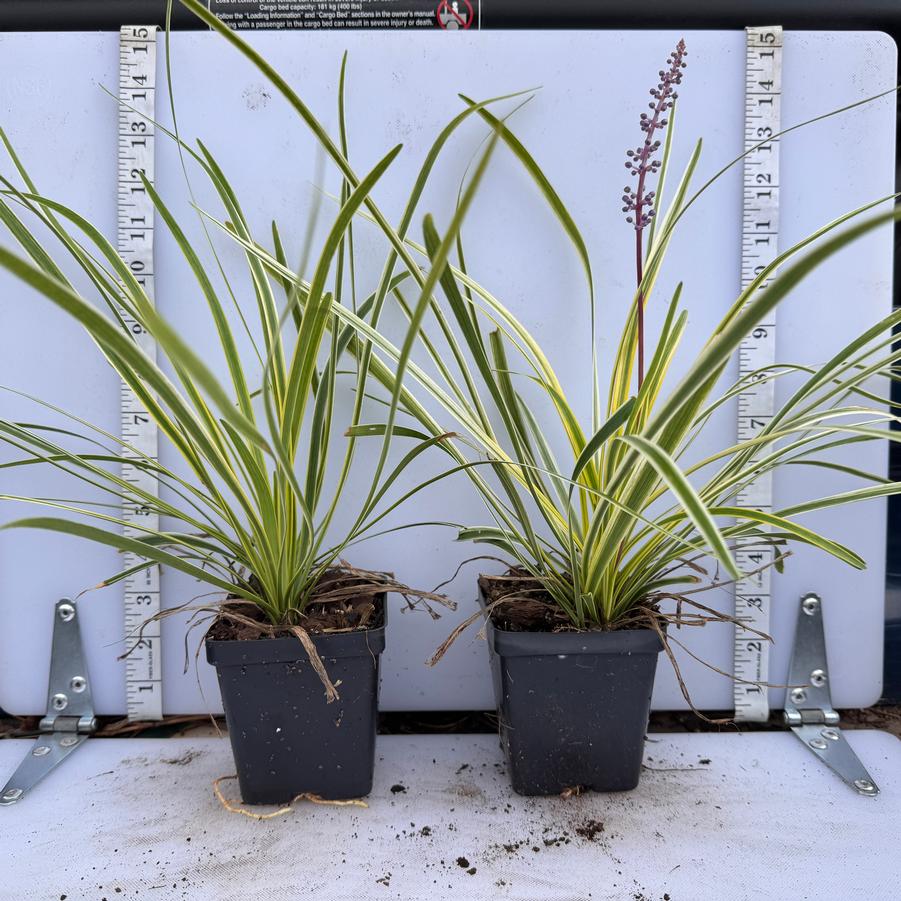 Liriope muscari Variegata