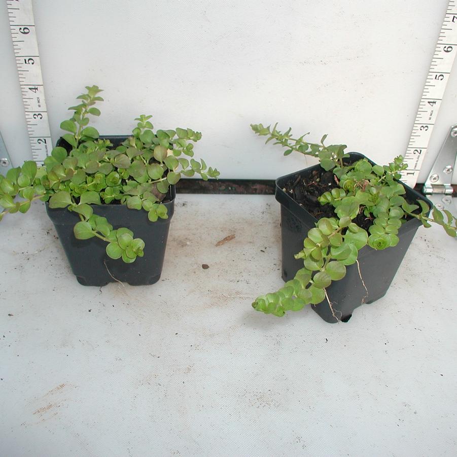 Lysimachia nummularia Aurea