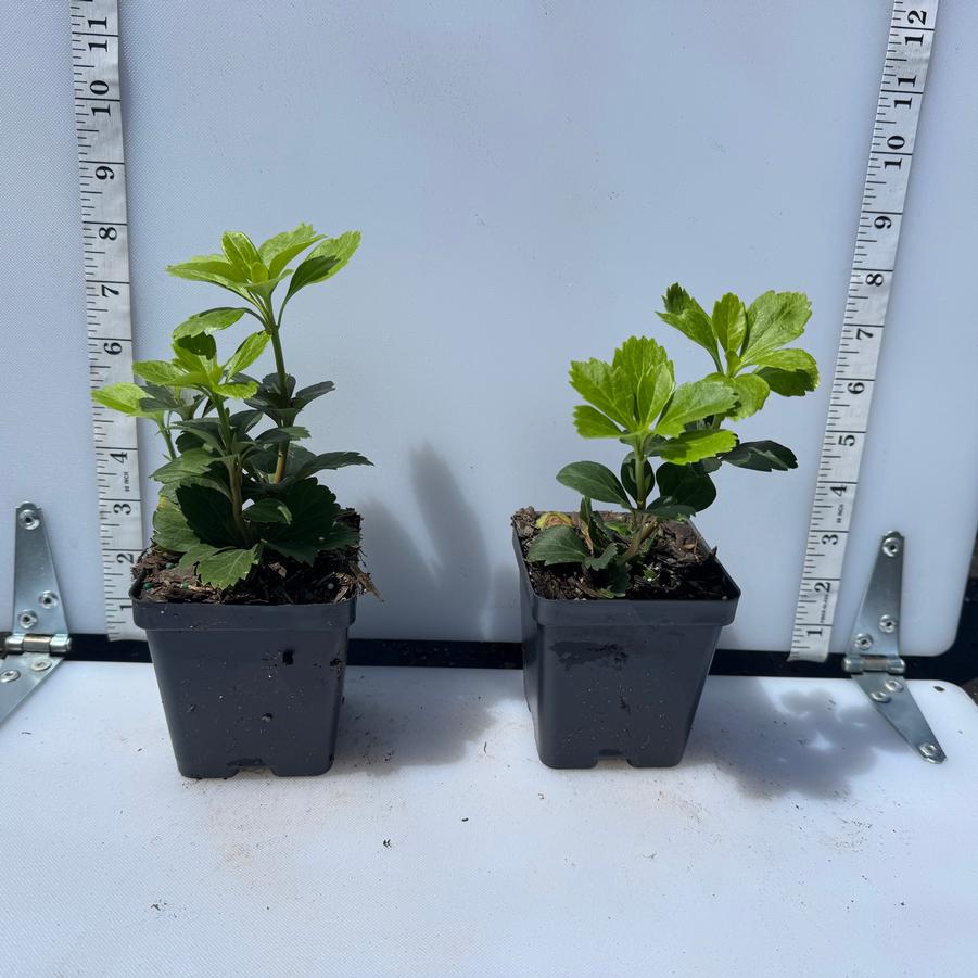Pachysandra terminalis 