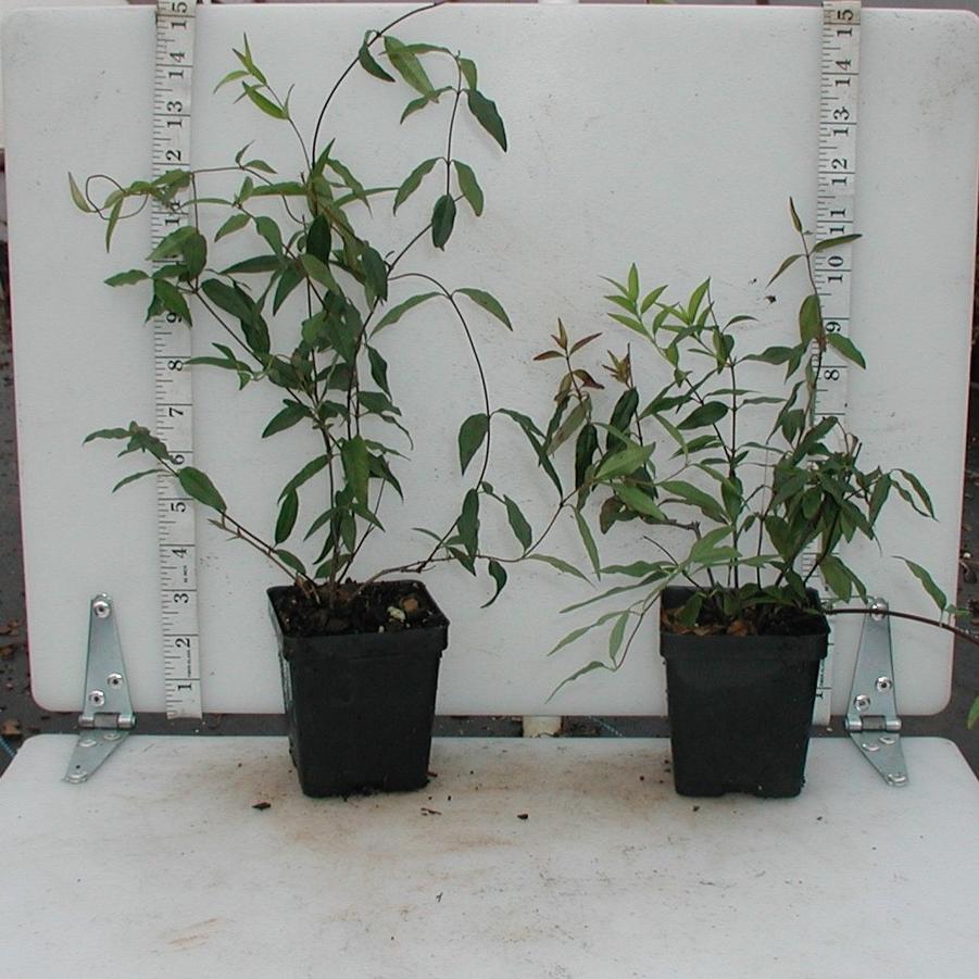 Gelsemium sempervirens 