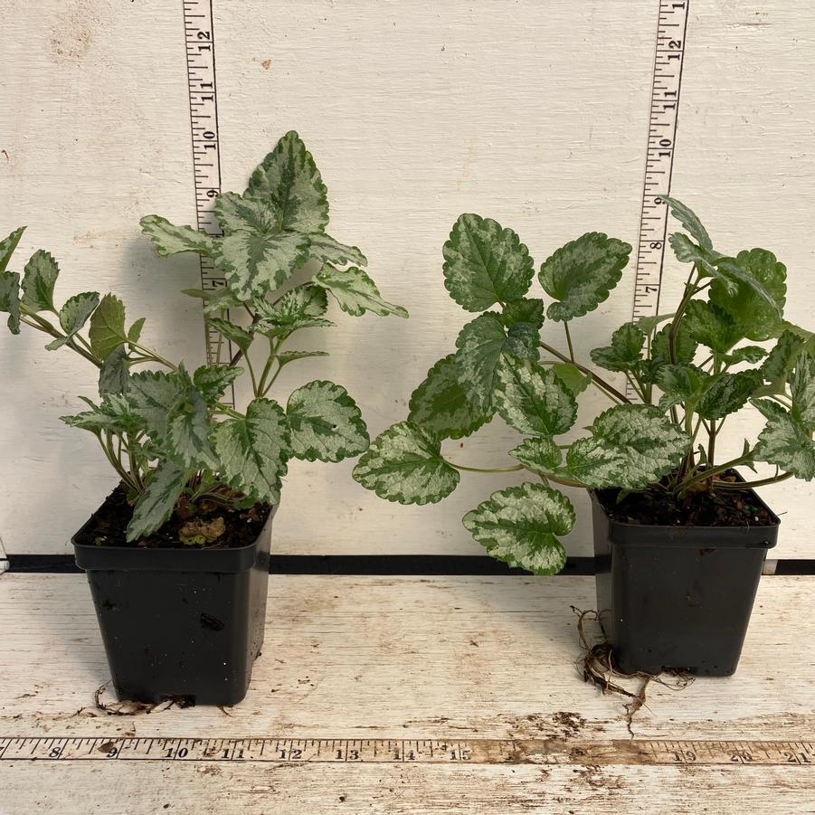 Lamiastrum galeobdolon Variegatum