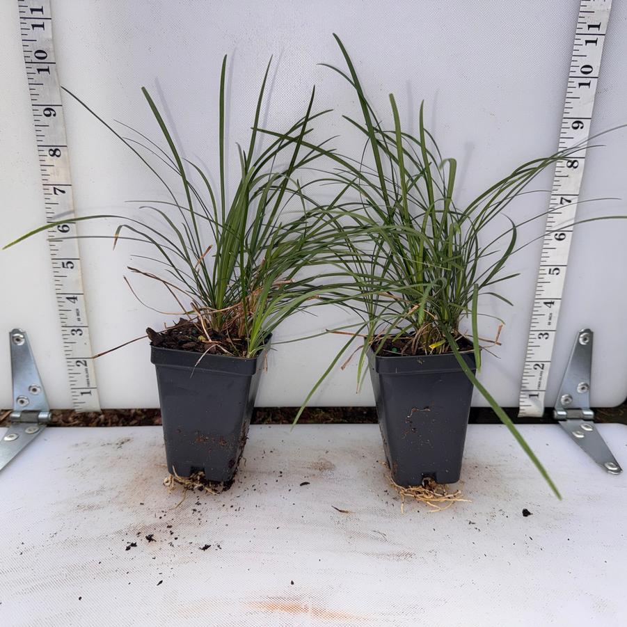 Ophiopogon japonicus 