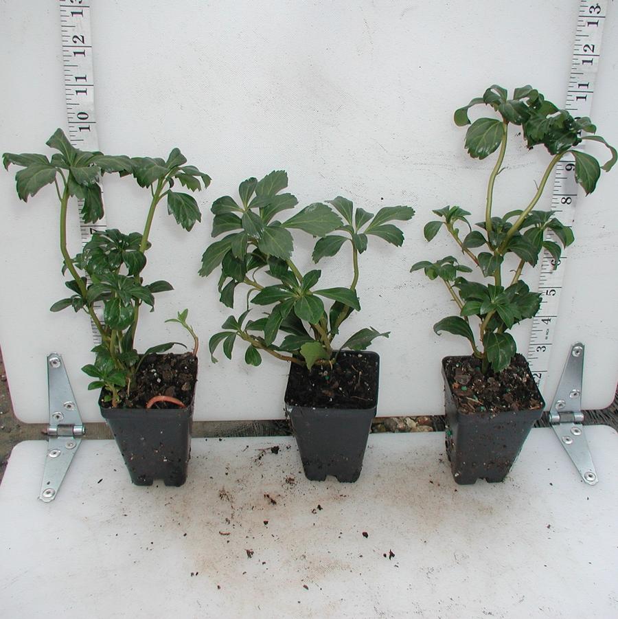 Pachysandra terminalis Green Sheen