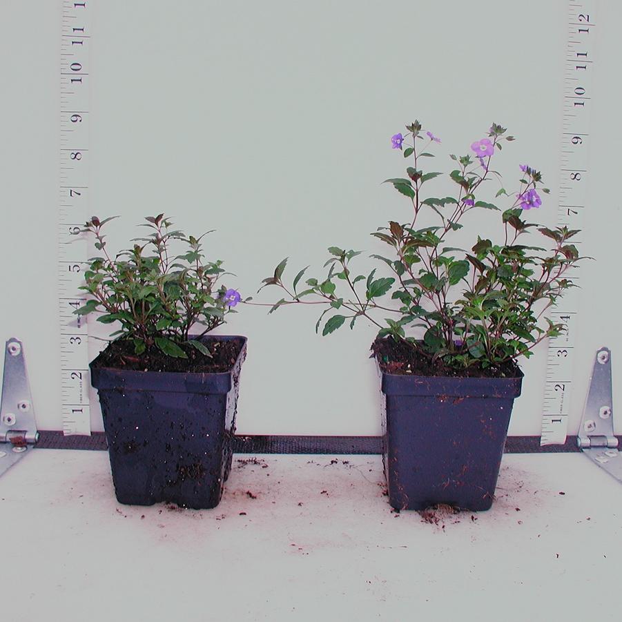 Veronica penduncularis Georgia Blue