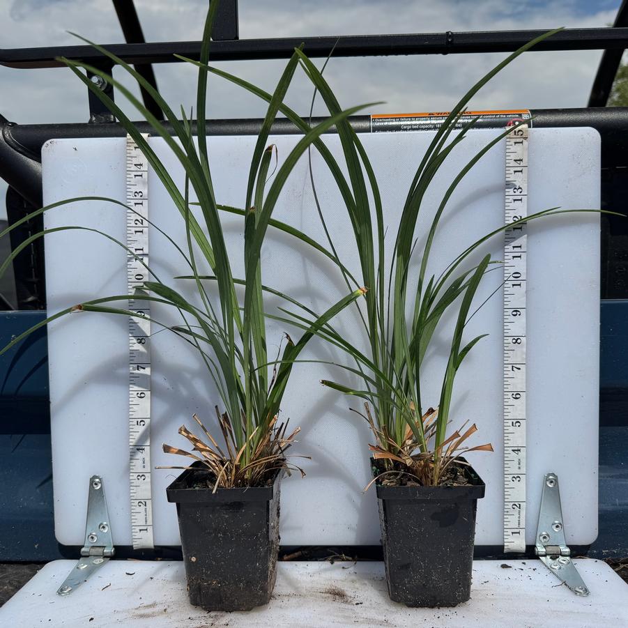 Liriope muscari Emerald Goddess