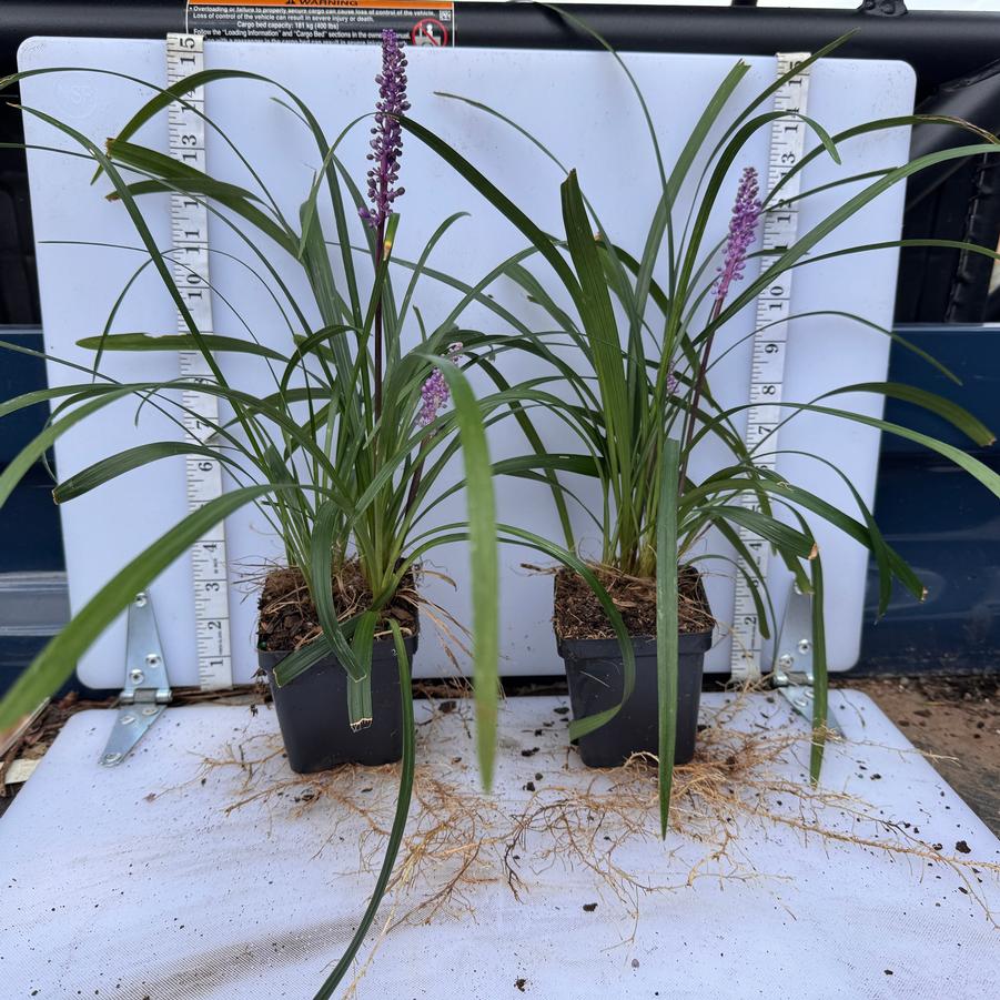 Liriope muscari Royal Purple