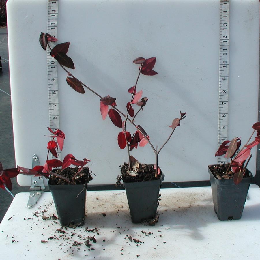 Euonymus fortunei Coloratus