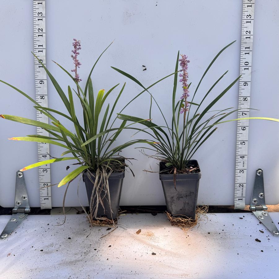 Liriope muscari Classic Blue
