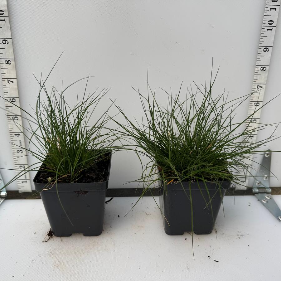 Carex appalachica 