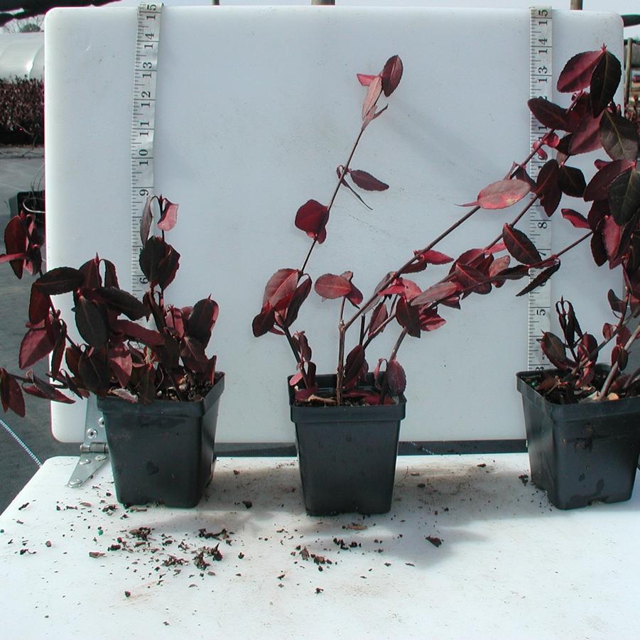 Euonymus fortunei Coloratus