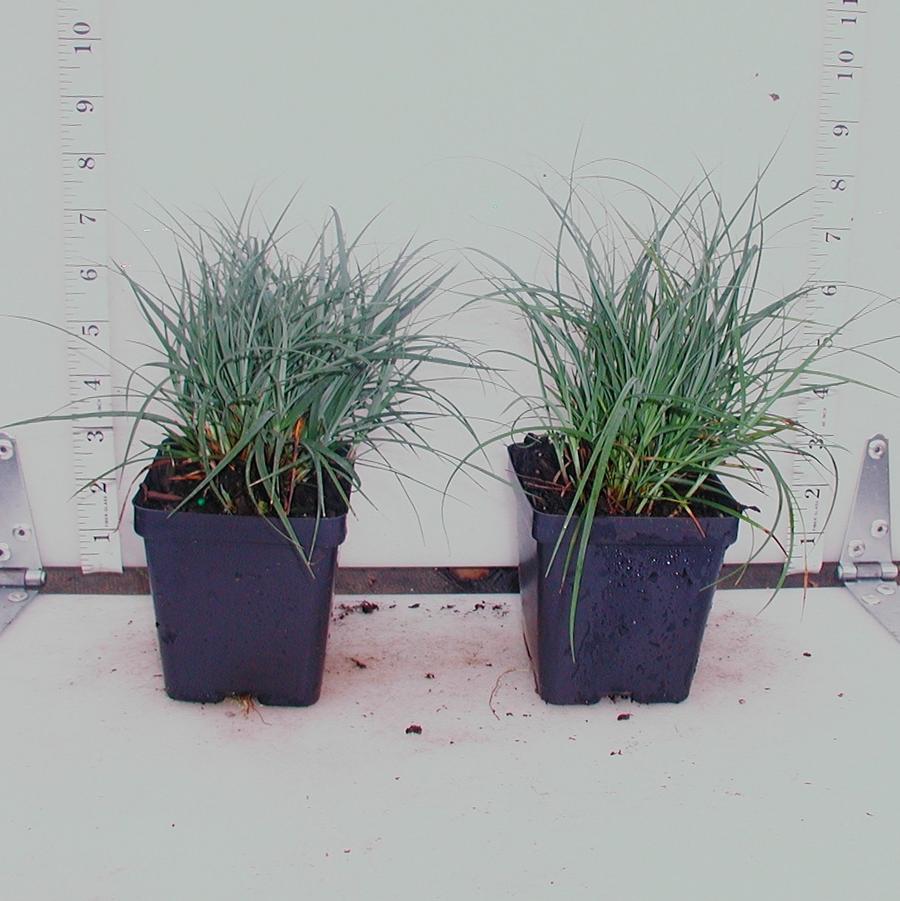 Carex flacca (a.k.a glauca) 