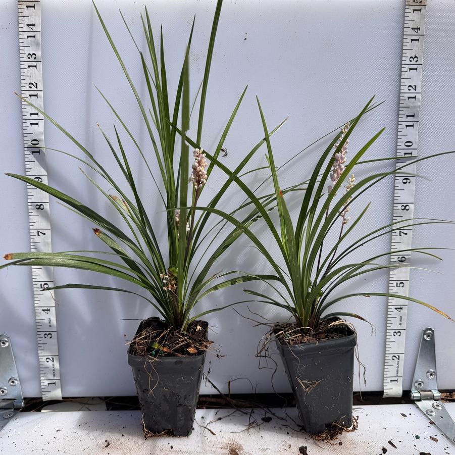 Liriope spicata 