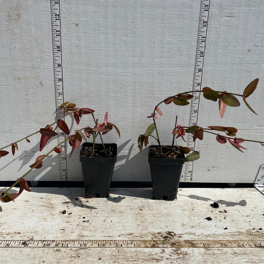 Euonymus fortunei Acutus