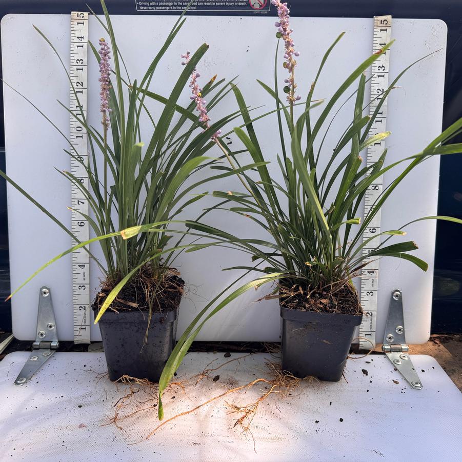 Liriope muscari Classic Blue